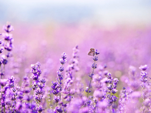 From Fields to Fabulous: The Magic of Lavender for Skin and Hair - Essentially Haitos