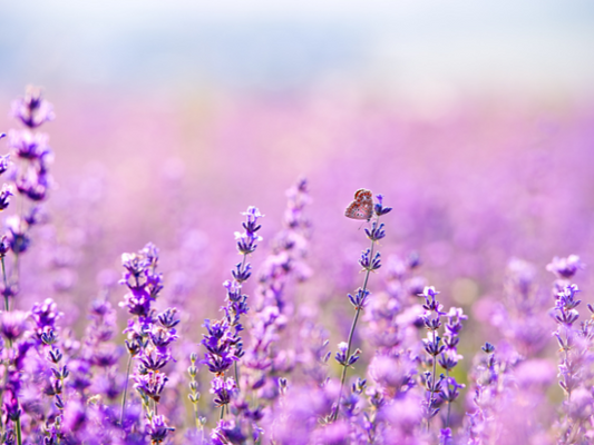 From Fields to Fabulous: The Magic of Lavender for Skin and Hair