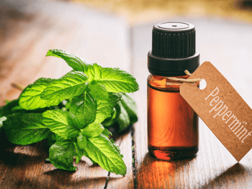 Peppermint Oil: The Ultimate Multi-Tasker! - Essentially Haitos
