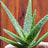 Organice aloe vera