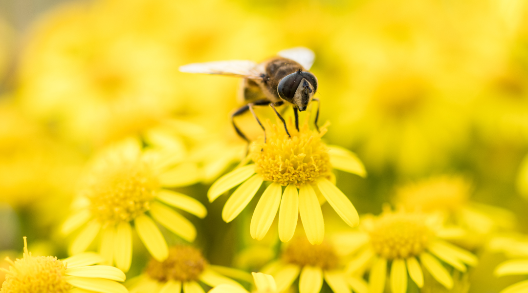 Bee gather nectar from field of yellow flowers